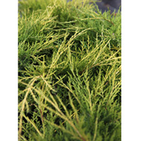 Juniperus procumbens Plant - Nana