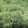 Juniperus procumbens Plant - Nana