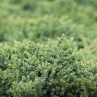 Juniperus procumbens Plant - Nana