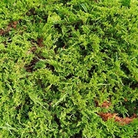 Juniperus sabina Plant - Rockery Gem