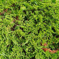 Juniperus sabina Plant - Rockery Gem