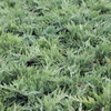 Juniperus sabina Plant - Tamariscifolia