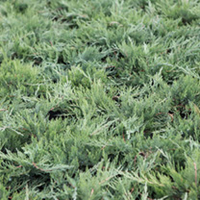 Juniperus sabina Plant - Tamariscifolia