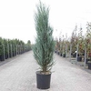 Juniperus scop. Plant - Blue Arrow