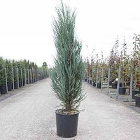 Juniperus scop. Plant - Blue Arrow