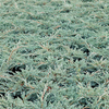 Juniperus squamata Plant - Blue Carpet