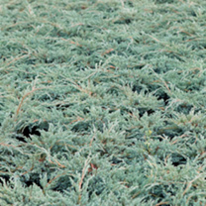 Juniperus squamata Plant - Blue Carpet
