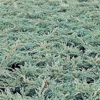 Juniperus squamata Plant - Blue Carpet