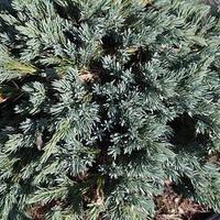 Juniperus squamata Plant - Blue Star