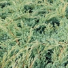 Juniperus squamata Plant - Blue Swede