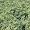 Juniperus squamata Plant - Dream Joy