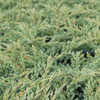 Juniperus squamata Plant - Dream Joy