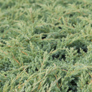 Juniperus squamata Plant - Dream Joy