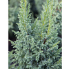 Juniperus squamata Plant - Little Joana