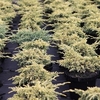 Juniperus squamata Plant - Loderi