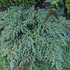 Juniperus squamata Plant - Meyeri
