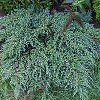 Juniperus squamata Plant - Meyeri