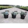 Juniperus squamata Plant - Tropical Blue
