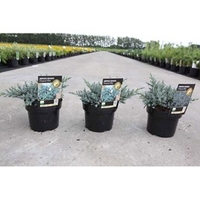 Juniperus squamata Plant - Tropical Blue