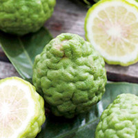 Kaffir Lime Plant