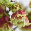 Kalanchoe Dolly