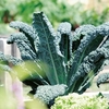 Kale (Organic) Seeds - Nero Di Toscano
