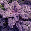 Kale (Organic) Seeds - Red Curled