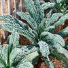 Kale Plants - Black Kale