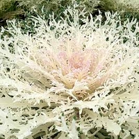 Kale Plants - Gourmet Collection
