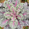 Kale Plants - Midnight Sun