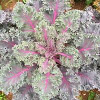 Kale Plants - Midnight Sun