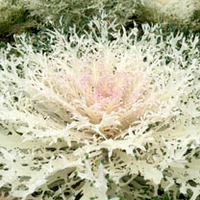 Kale Plants - Peacock White