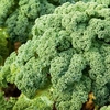 Kale Plants - Reflex