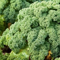 Kale Plants - Reflex