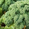 Kale Plants - Reflex