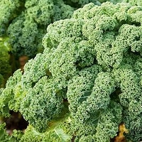 Kale Plants - Reflex
