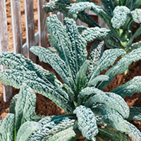 Kale Plants - Twin Pack