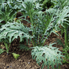 Kale Seeds - Fizz