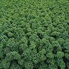 Kale Seeds - Starbor F1