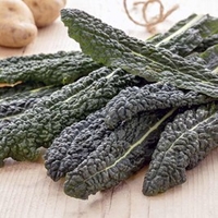 Kale Seeds - Yurok F1