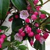 Kalmia latifolia Plant
