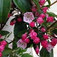 Kalmia latifolia Plant