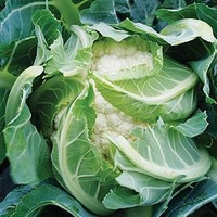 Keep Cropping Cauliflower Plants - Sapporo