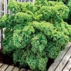 Keep Cropping Kale Plants - Dwarf Green Curled