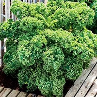 Keep Cropping Kale Plants - Dwarf Green Curled