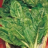Keep Cropping Spinach Plants - Perpetual