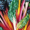 Keep Cropping Swiss Chard Plants - Bright Lights