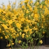Kerria japonica Plant - Golden Guinea