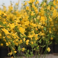 Kerria japonica Plant - Golden Guinea