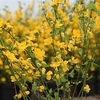 Kerria japonica Plant - Golden Guinea